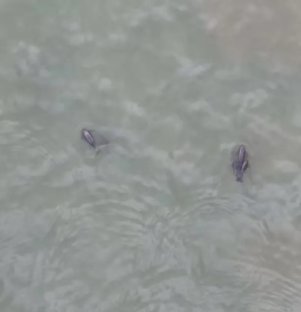 拍到了！江豚母子在江陰大橋附近嬉戲