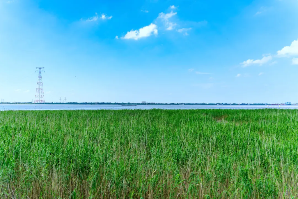 生態(tài)修復(fù)繪就濱江畫卷 鄉(xiāng)村振興奏響幸福樂章